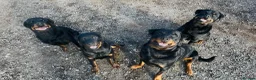 Rottweiler dogs for sale: Rottweiler Pups ready to leave  - Advert 14