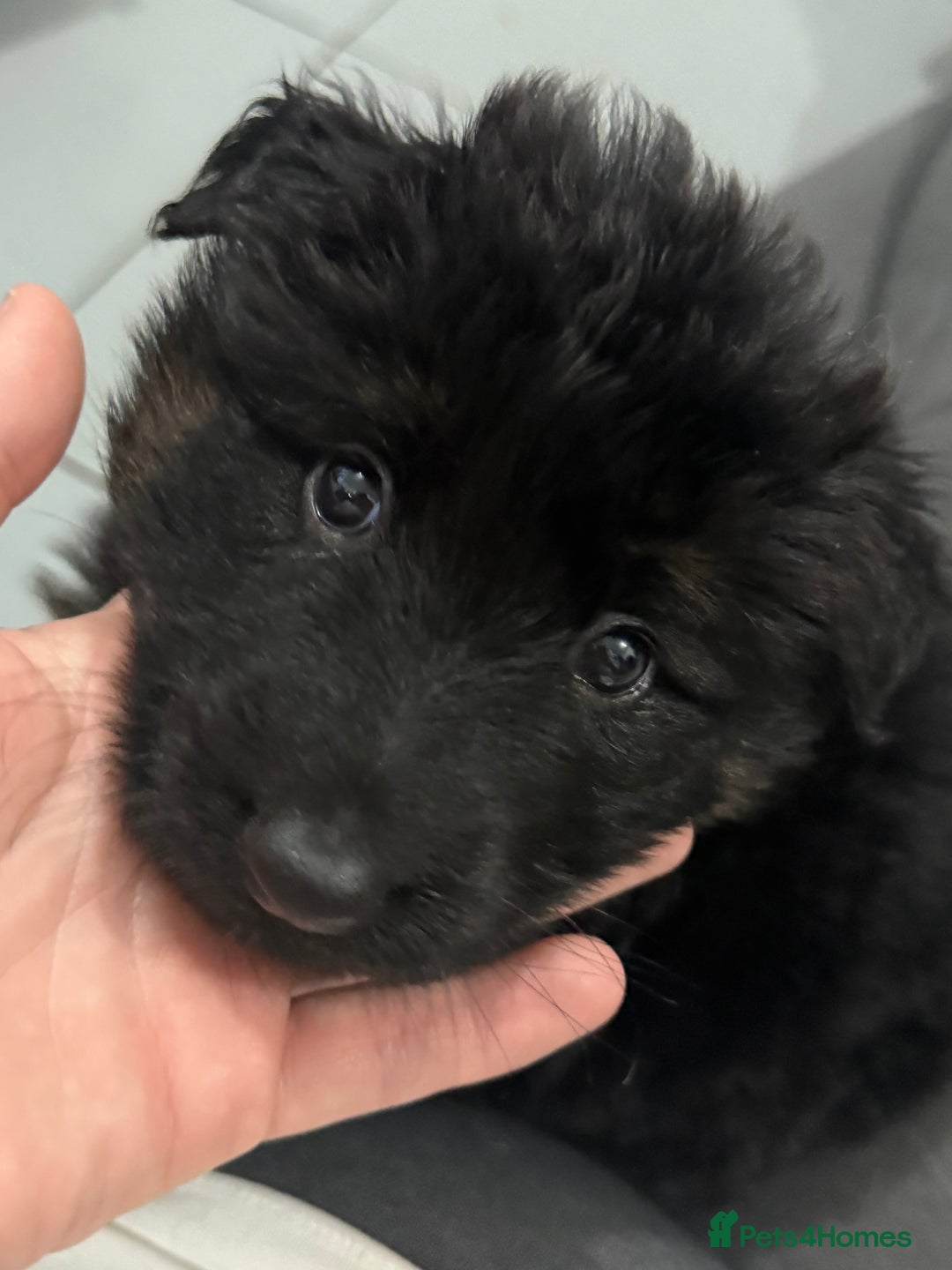 German Shepherd dogs for sale: Beautiful German Shepherd puppies  - Advert 11