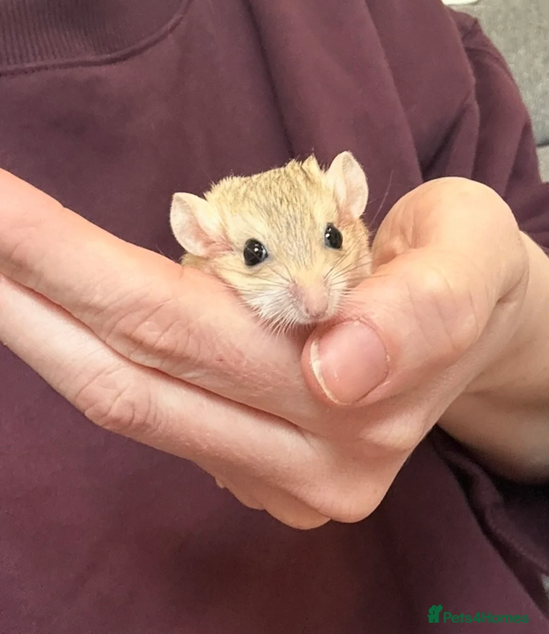 Gerbil rodents for sale: Duprasi/Fat Tailed Gerbil - Advert 2