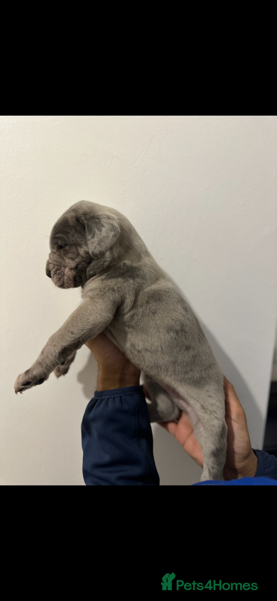 Cane Corso dogs for sale: Top Bloodline Cane Corsos - Advert 2