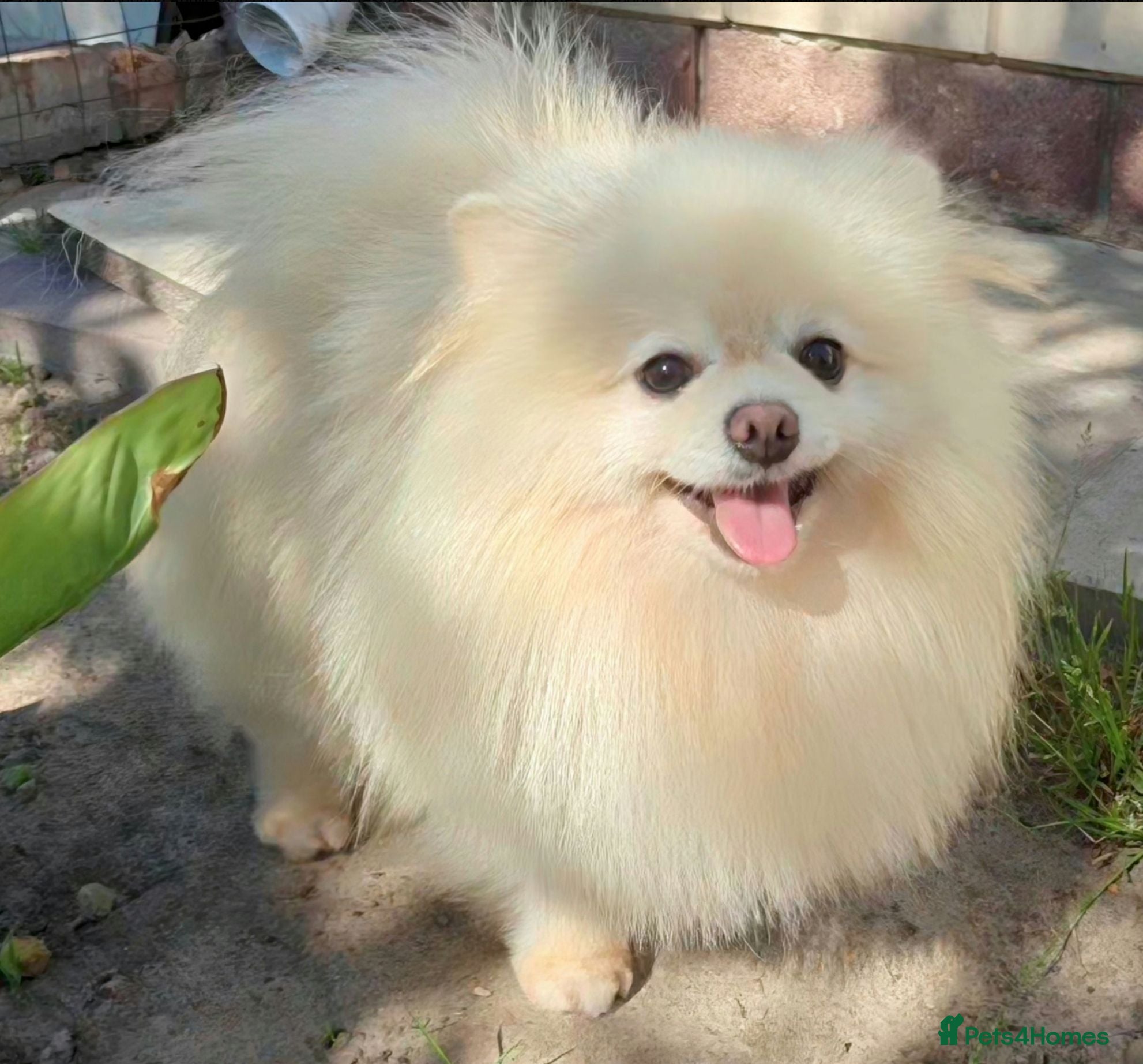 Pomeranian dogs 🐾 RICHARD – Male Pomeranian 🐾 - Advert 1