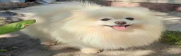 Pomeranian dogs for adoption: 🐾 RICHARD – Male Pomeranian 🐾 - Advert 1