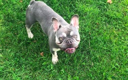 French Bulldog dogs for sale: Male Frenchie for rehoming  - Image 2