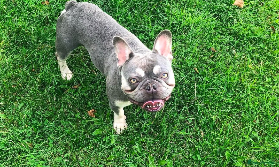 French Bulldog dogs for sale: Male Frenchie for rehoming  - Image 2