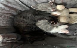 Mixed Breed cats for sale: 🥰 Beautiful kittens 🥰 - Image 10