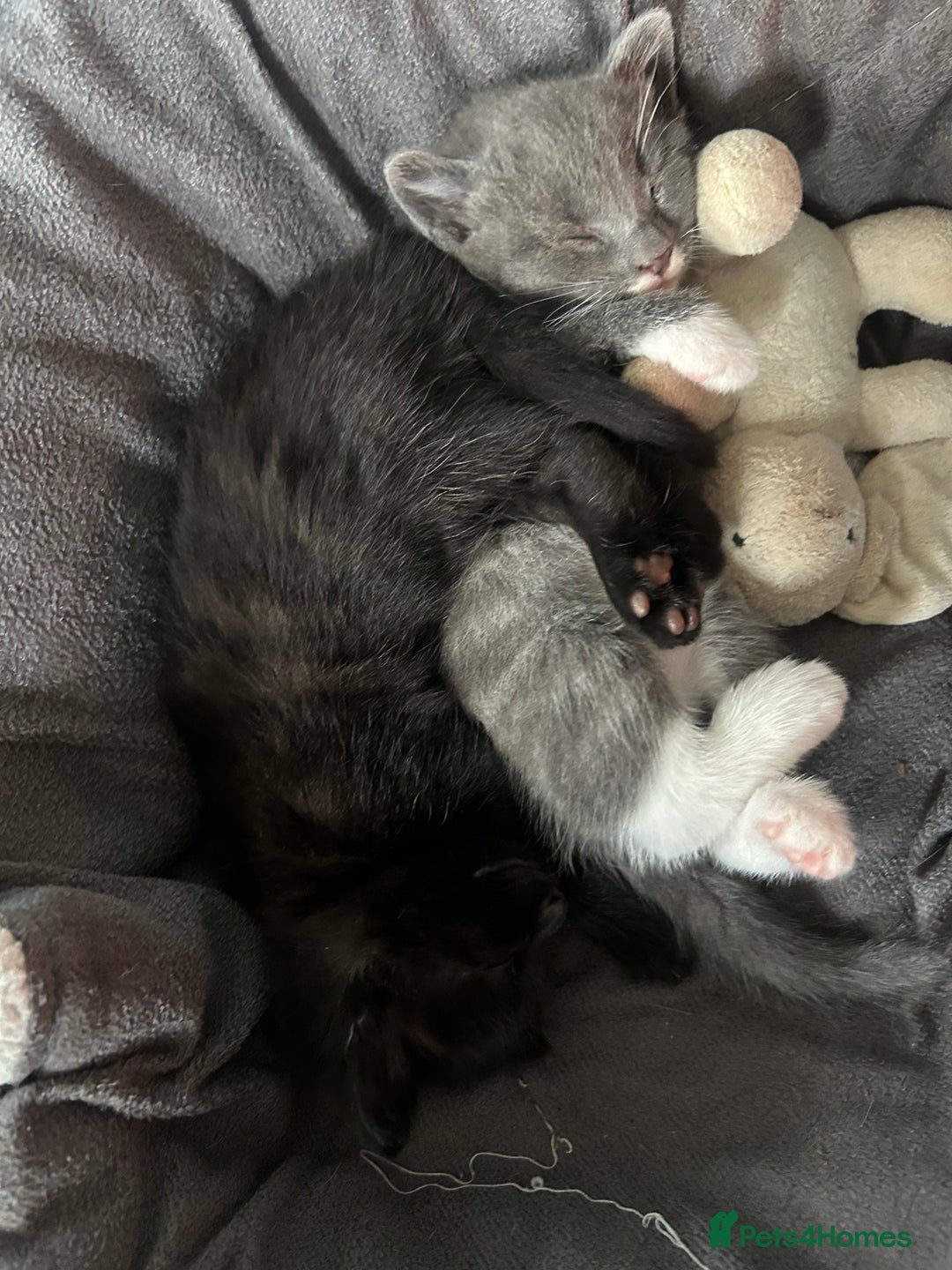Mixed Breed cats for sale: 🥰 Beautiful kittens 🥰 - Image 10