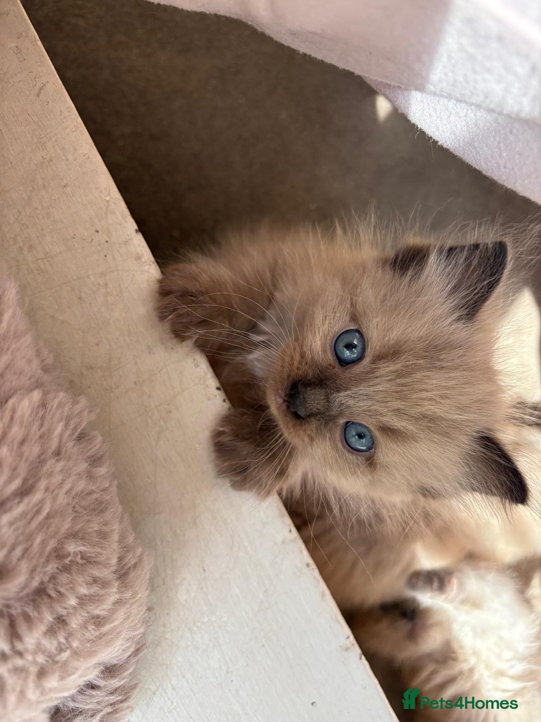 Ragdoll cats for sale: Pedigree Mink Ragdoll kittens  - Image 6