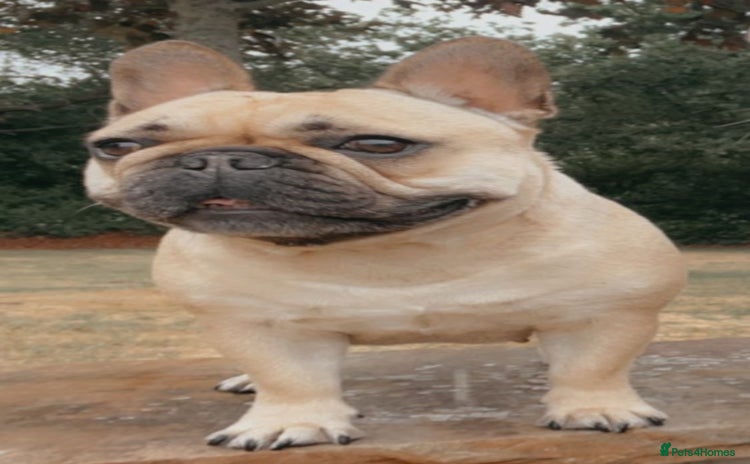 French Bulldog dogs - Advert 2