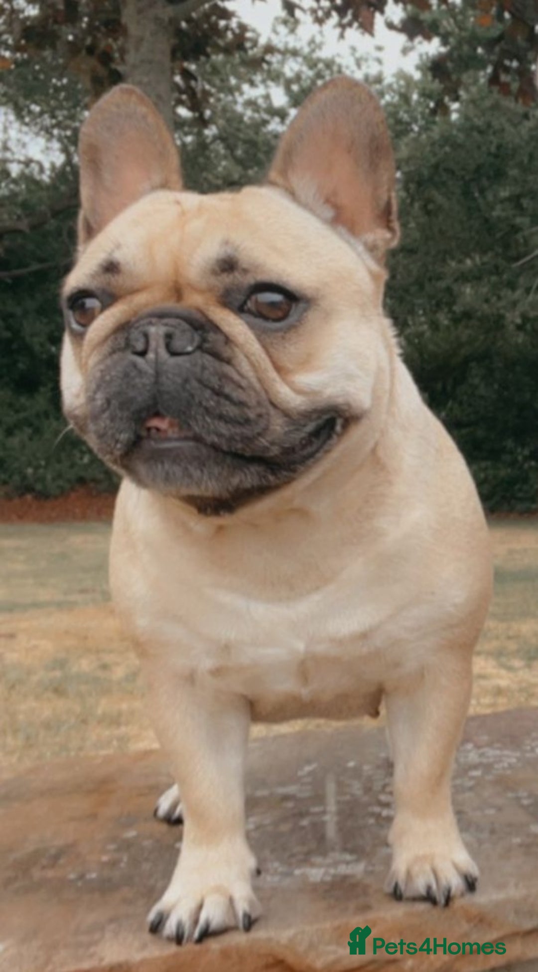 French Bulldog dogs for sale: ✨ Fawn French Bulldog Female ✨ - Image 1