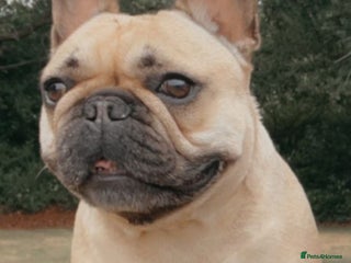 French Bulldog dogs - Advert 9