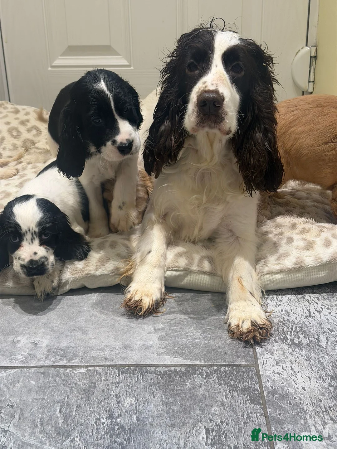 Cocker Spaniel dogs for sale: OUTSTANDING ADORABLE SHOW TYPE COCKER SPANIEL  - Advert 4