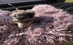 Mixed Breed dogs for sale: BEDDIPOO pups 1/2 bedlington 1/2 poodle  - Image 8