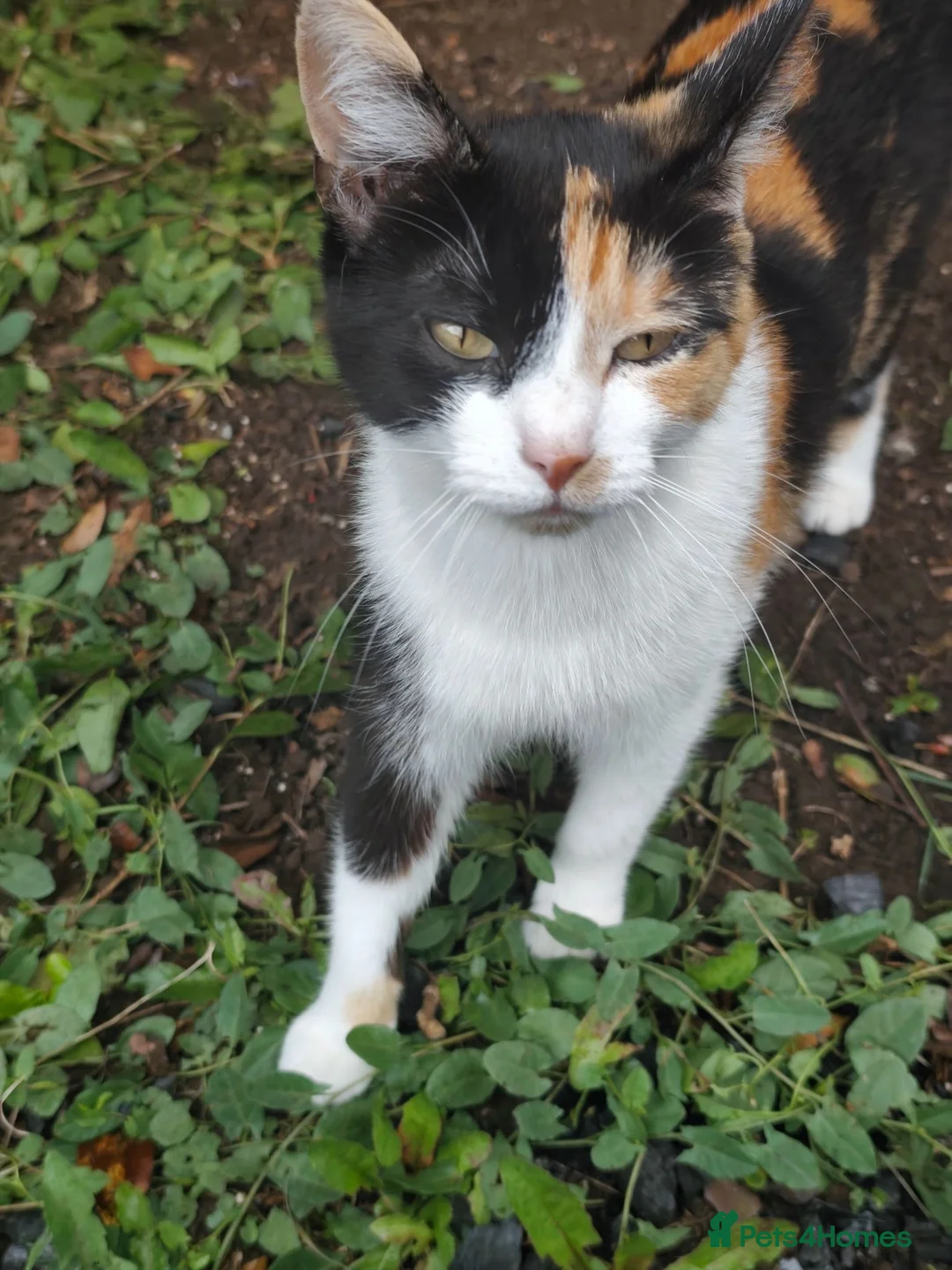 Mixed Breed cats for sale: Adorable Kittens Looking for Their Forever Homes . in Mansfield - Advert 13