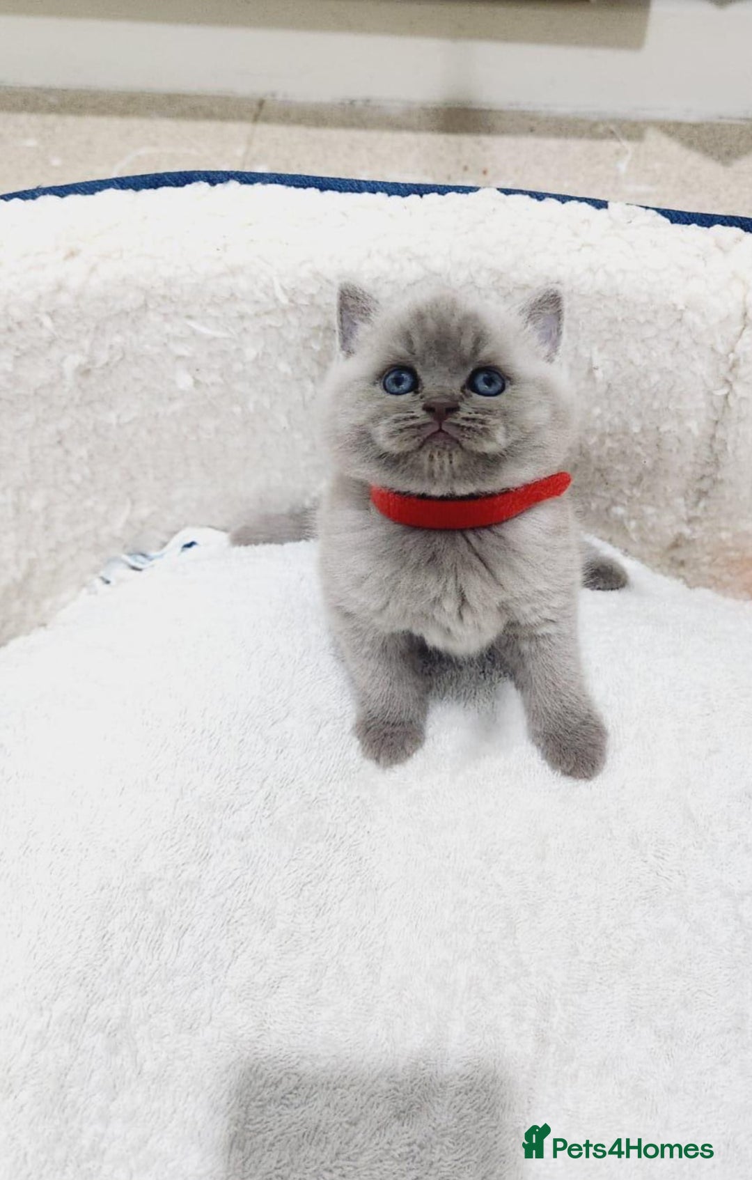 British Shorthair cats for sale: BRITISH SHORT-HAIR KITTENS   - Image 2