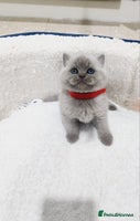 British Shorthair cats - Advert 3