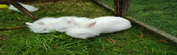 Lionhead rabbits for sale: Beautiful lionhead babies - Advert 3