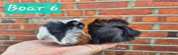 Guinea Pig rodents for sale: Ready to reserve  - Advert 6
