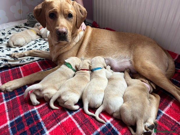 Labrador Retriever dogs 8 Beautiful Golden Labrador Puppies - Advert 3