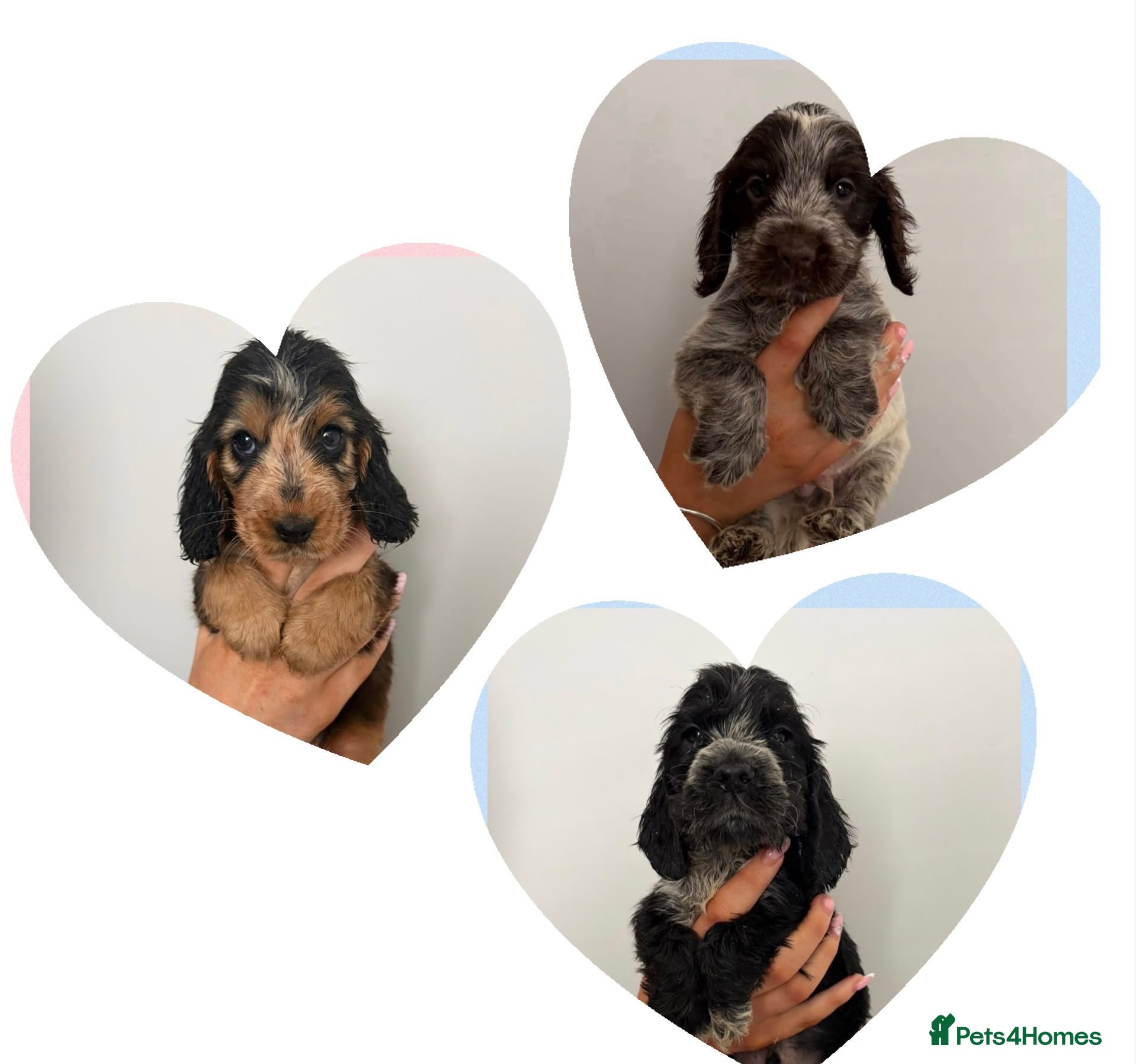Cocker Spaniel dogs REDUCED! 1 BOY 1 GIRL,  KC REG HEALTH TESTS!! - Advert 2
