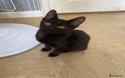 Mixed Breed cats for sale: Beautiful twin kittens  - Image 6