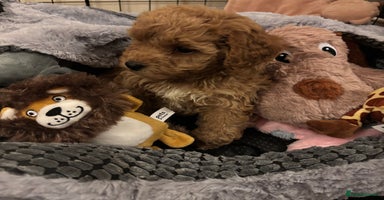 Cockapoo dogs - Advert 2