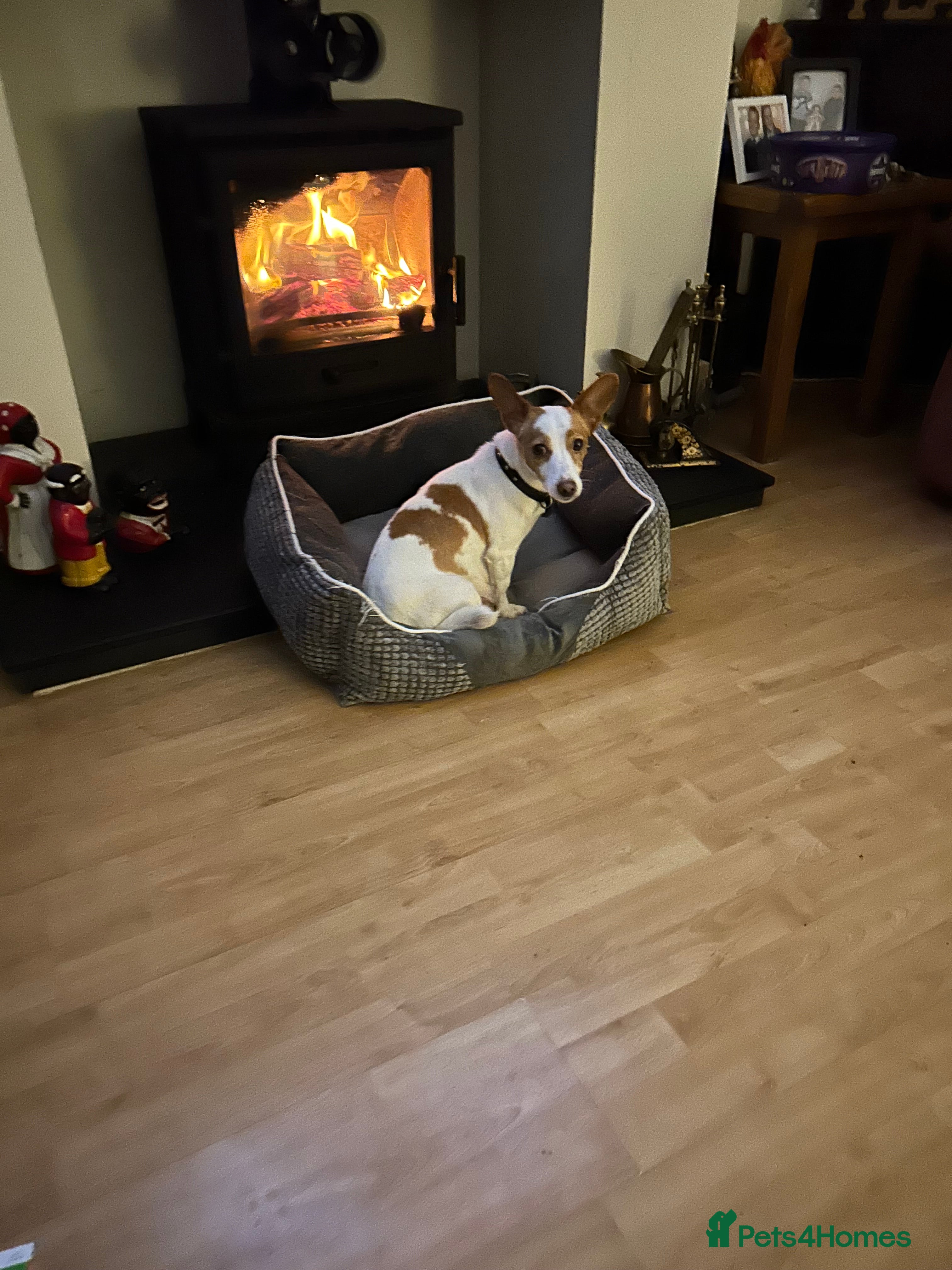 Mixed Breed dogs Jack Russell cross doxiepoo pups for sale  - Advert 1