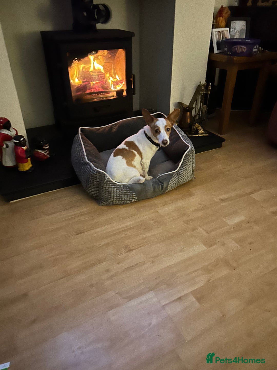 Mixed Breed dogs for sale: Jack Russell cross doxiepoo pups for sale  - Advert 1