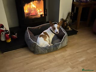 Mixed Breed dogs Jack Russell cross doxiepoo pups for sale - Advert 1