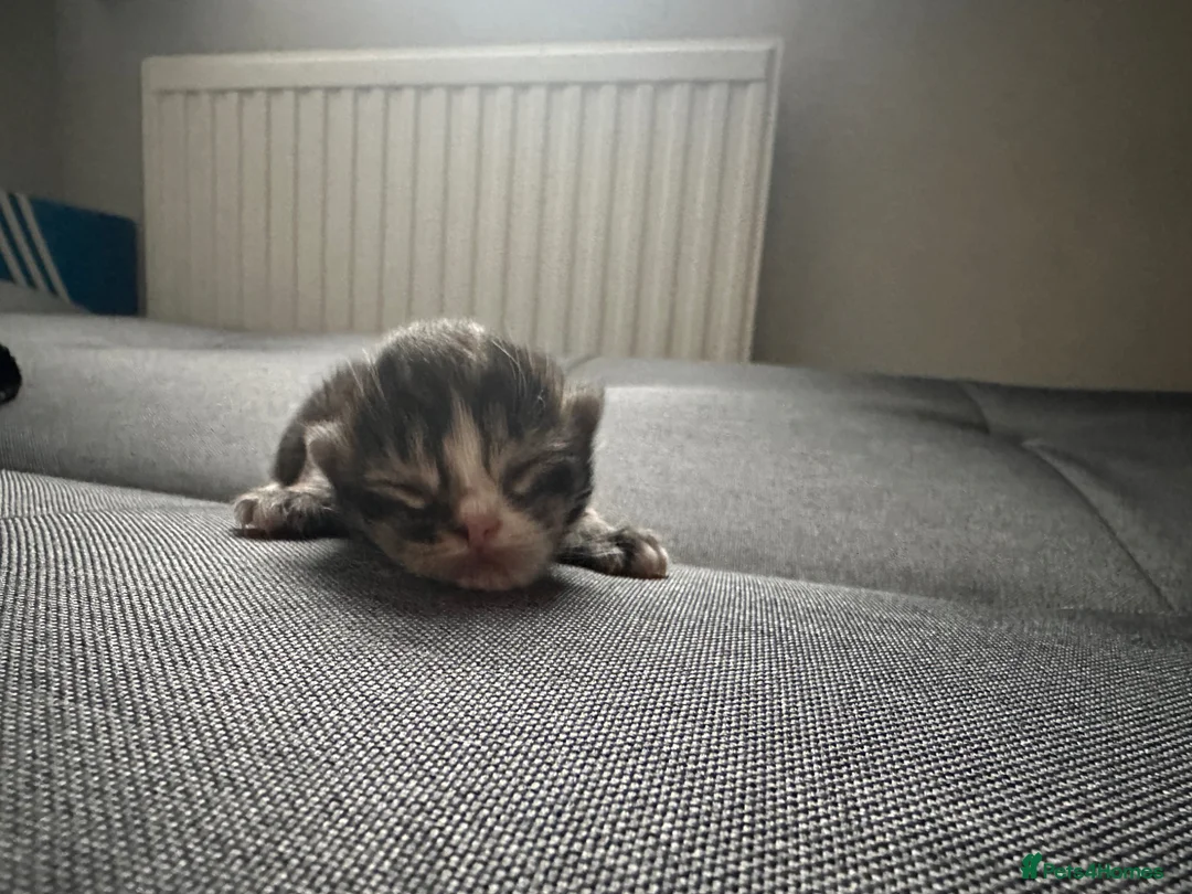 Mixed Breed cats for sale: 4 mixed breed kittens - Advert 2