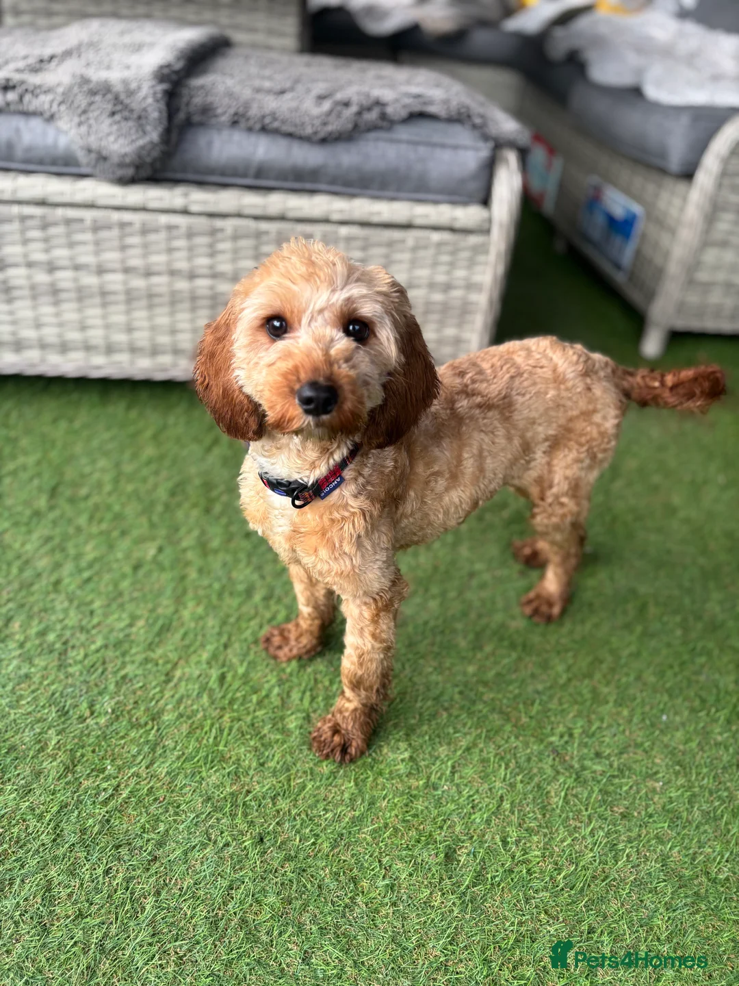 Jackapoo dogs for sale: Beautiful Jackapoo for sale! - Advert 1