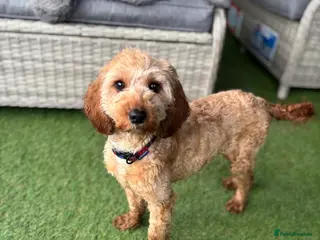 Jackapoo dogs Beautiful Jackapoo for sale! - Advert 5