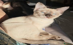 Sphynx cats for sale: Sphynx x Siamese kittens - Image 5