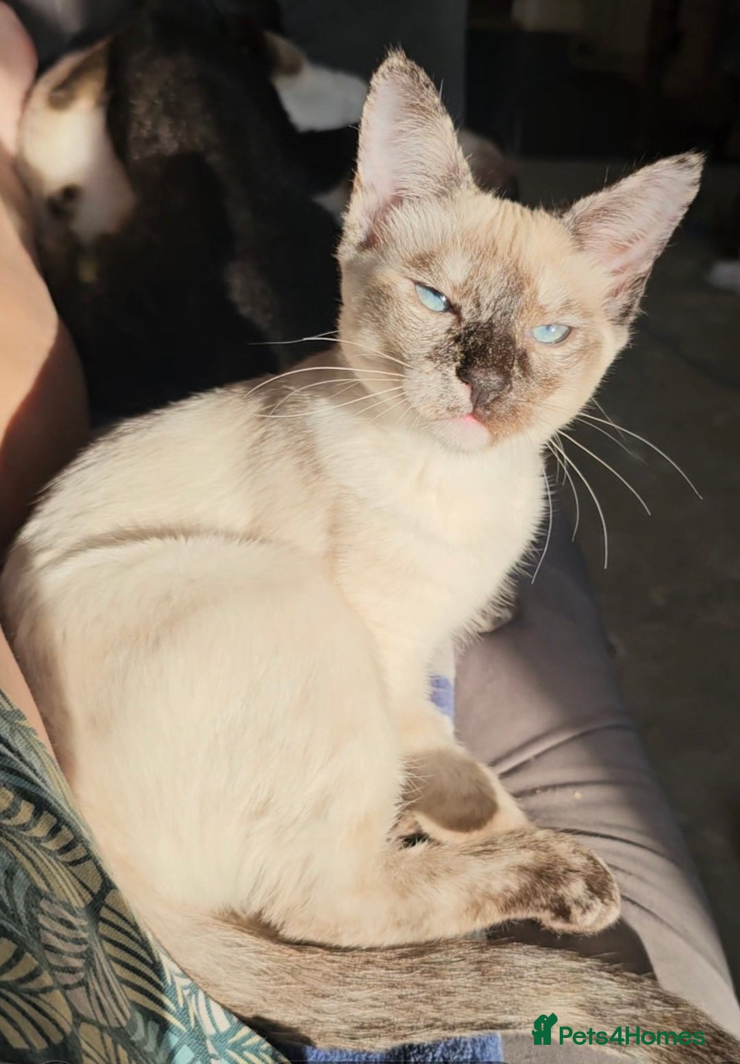 Sphynx cats for sale: Sphynx x Siamese kittens - Image 5