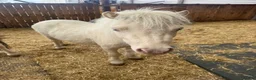 Shetland pony horses for sale: Shetland ponies - Advert 4