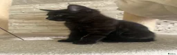 Mixed Breed cats for sale: Bengal Cross Kittens £200 each  - Advert 4