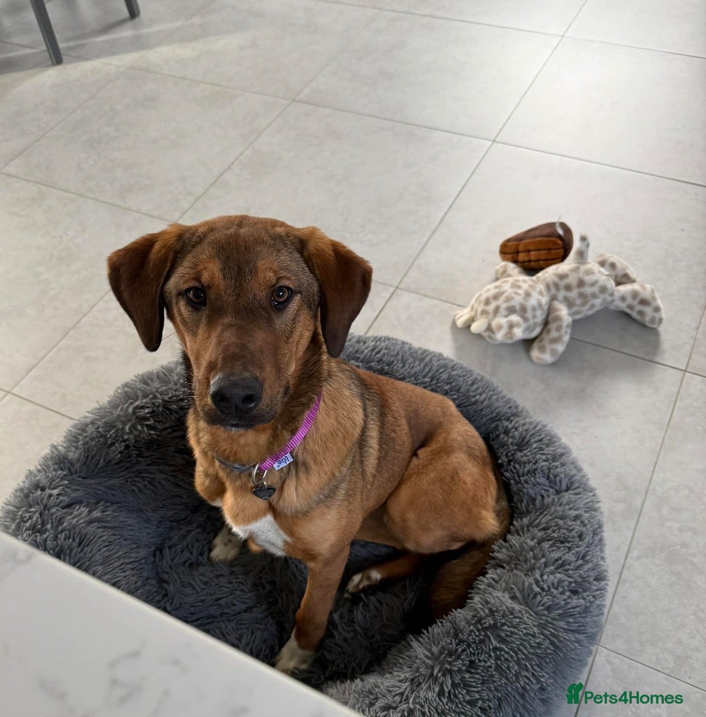 Mixed Breed dogs Ira is looking for her forever home in Dunmow - Advert 2