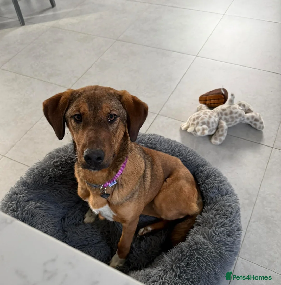 Mixed Breed dogs for adoption: Ira is looking for her forever home in Dunmow - Advert 1