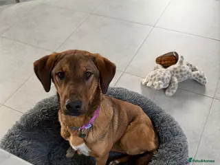 Mixed Breed dogs Ira is looking for her forever home in Dunmow - Advert 2