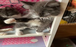 Maine Coon cats for sale: 3 Beautiful Main Coon - Image 4