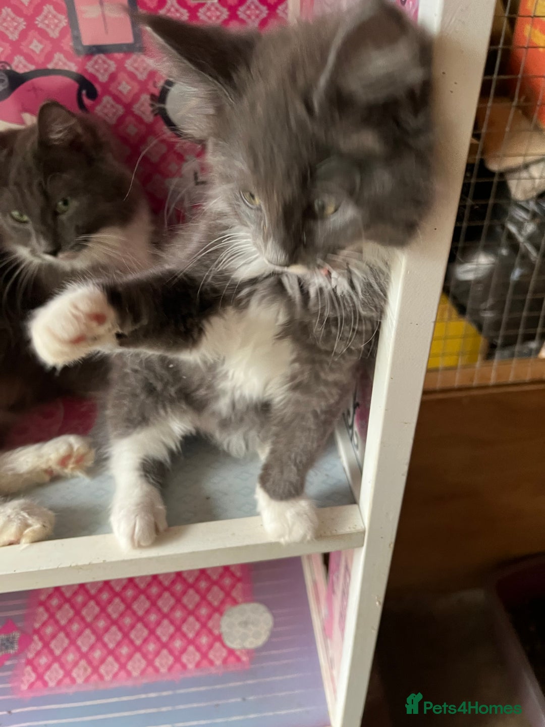 Maine Coon cats for sale: 3 Beautiful Main Coon - Image 4