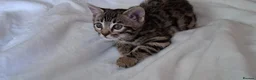 Bengal cats for sale: Stunning Bengal kitten  - Advert 7