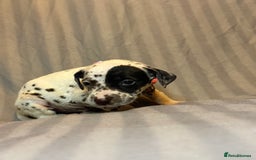Dalmatian dogs for sale: Ready to Home Dalmatian Puppies  - Image 38