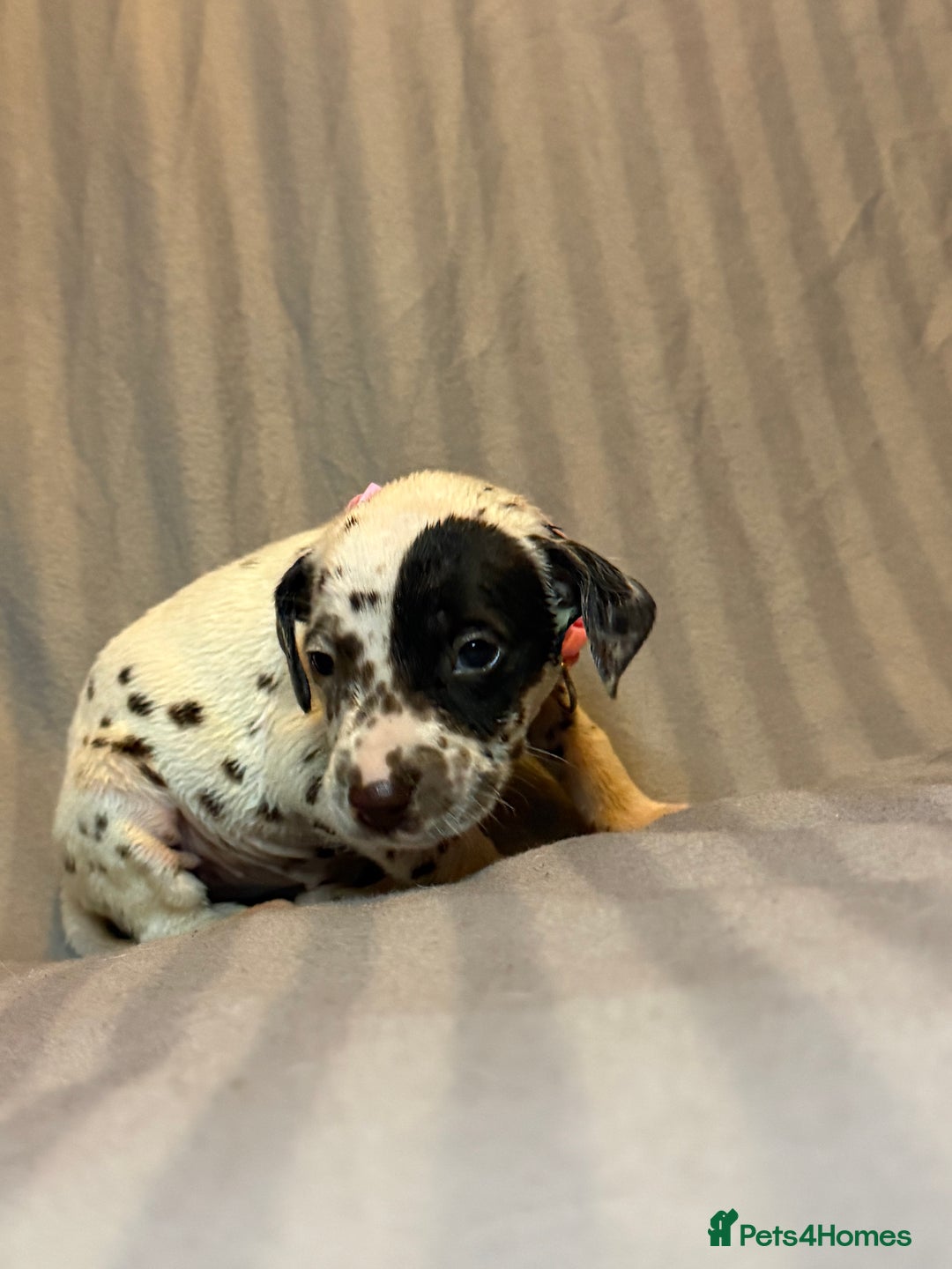 Dalmatian dogs for sale: Ready to Home Dalmatian Puppies  - Image 38