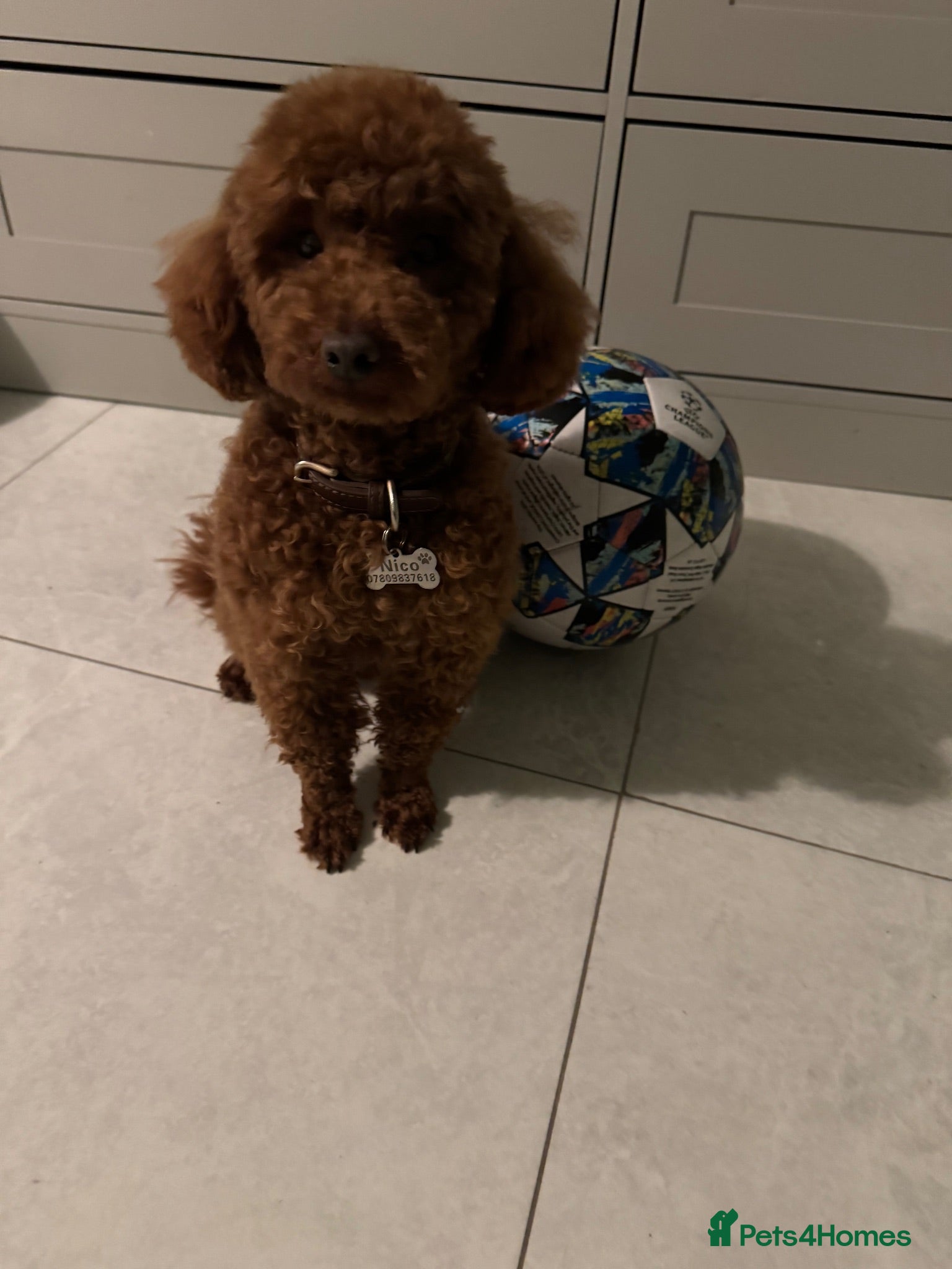 Toy Poodle dogs Toy poodle 10inch stud boy - Advert 2
