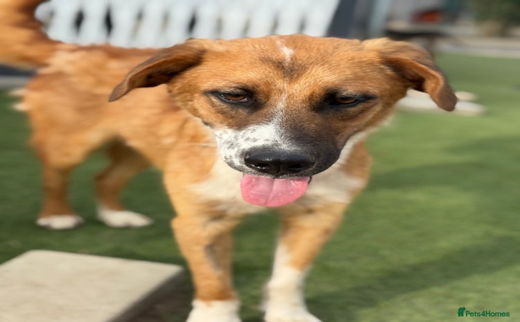 Mixed Breed dogs - Advert 15