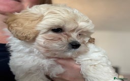 Shihpoo dogs for sale: Fluffy Teddybear pups - 2 boys left - Cute Shihpoo in Burnham-on-Crouch - Image 16