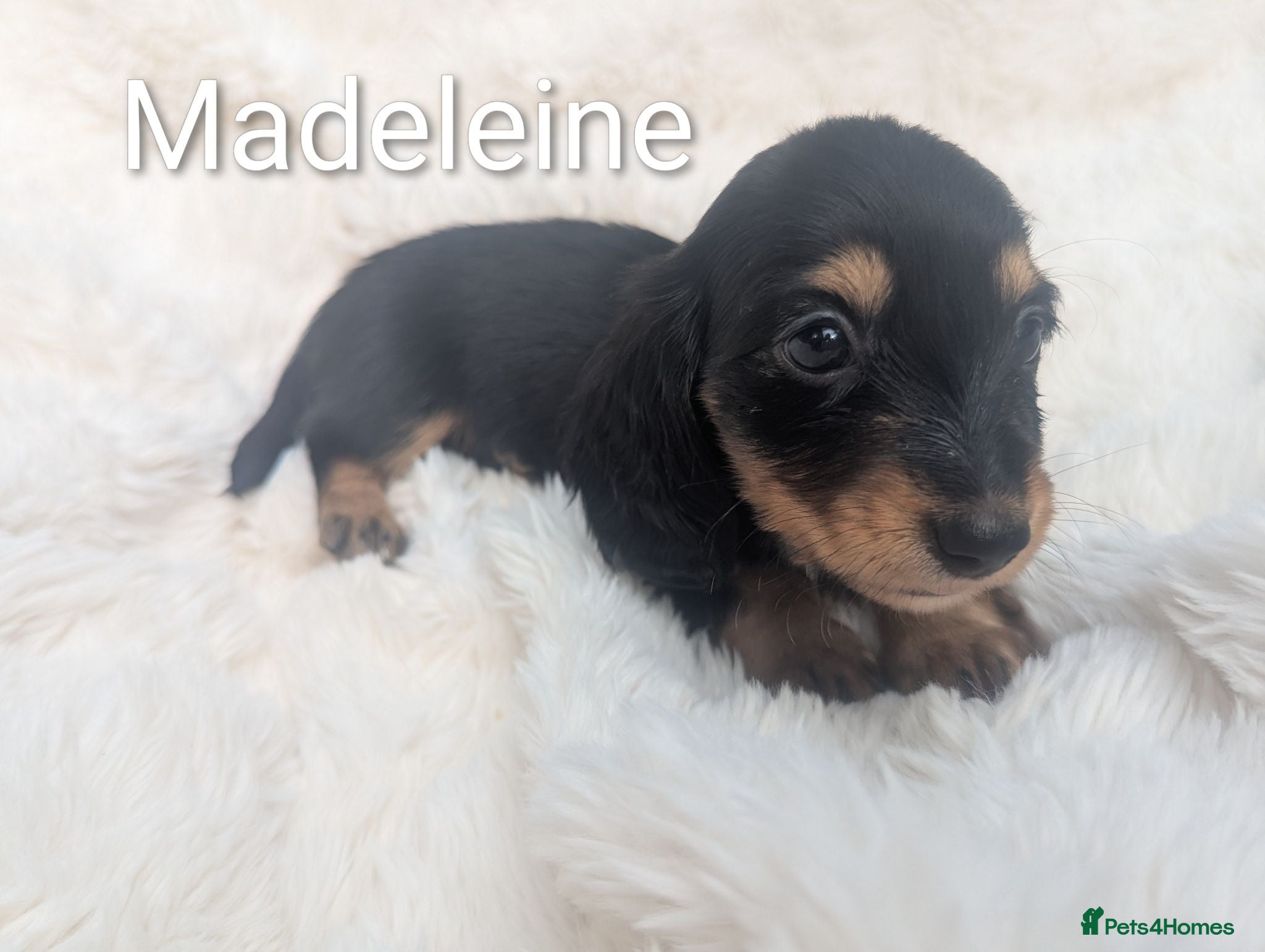 Miniature Dachshund dogs PRICE DROP! 🏆Champion lines - longhaired - Advert 2