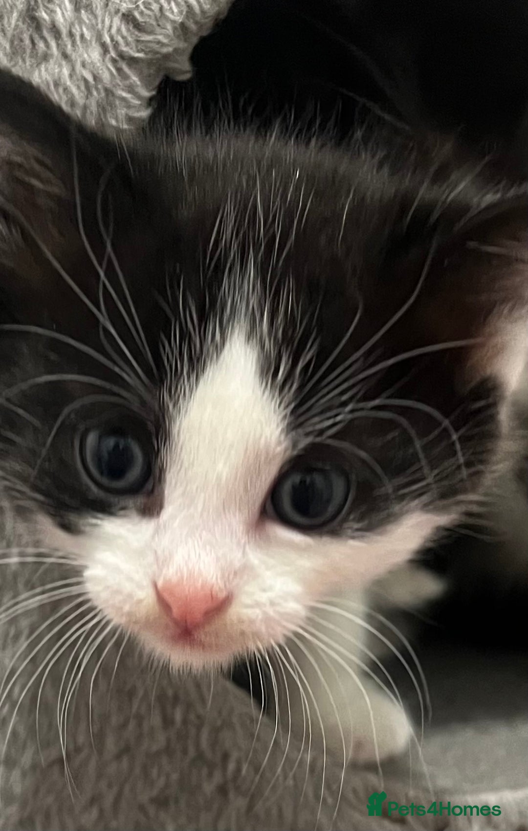 Mixed Breed cats for sale: A Surprise Litter. Dot’s first and last!  - Advert 6