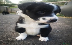 Border Collie dogs for sale: Beautiful Fluffy Collie Puppies  - Image 28