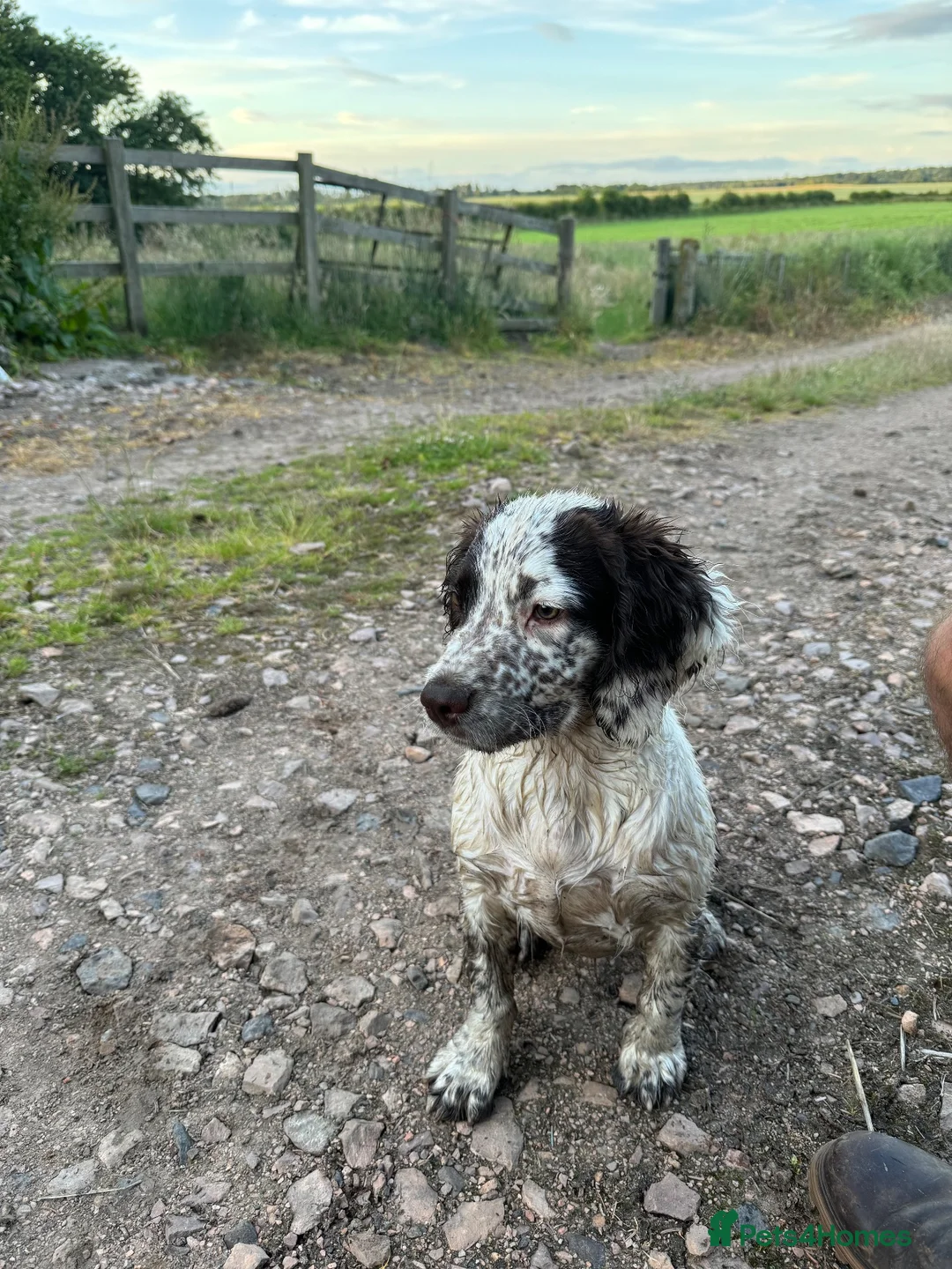 English Springer Spaniel dogs for sale: 2 year old spaniel for sale  in Cupar - Advert 4